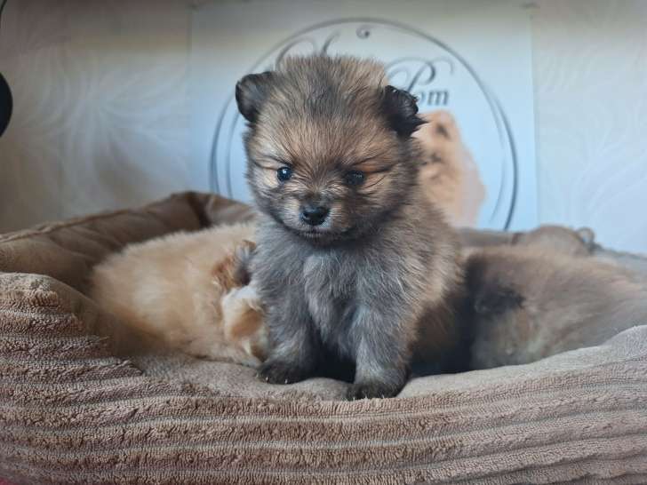Chiots Spitz Allemand Nain typés renard à vendre