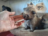 Chiots Spitz Allemand Nain typés renard à vendre