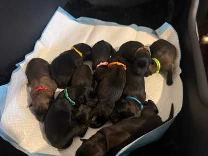 Chiots Malinois &agrave; vendre