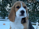 4 chiots Beagles LOF &agrave; r&eacute;server