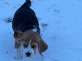 4 chiots Beagles LOF &agrave; r&eacute;server