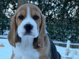 4 chiots Beagles LOF &agrave; r&eacute;server