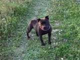 1 chienne Staffordshire Bull Terrier LOF &agrave; vendre