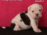 4 chiots Bulldog Continental LOF &agrave; r&eacute;server
