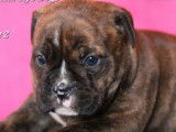 4 chiots Bulldog Continental LOF &agrave; r&eacute;server