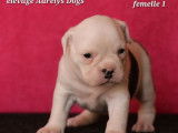 4 chiots Bulldog Continental LOF &agrave; r&eacute;server