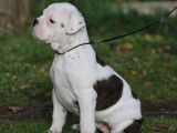 Dispo 1 femelle chiot Bulldog Continental LOF