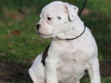 Dispo 1 femelle chiot Bulldog Continental LOF