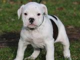 Dispo 1 femelle chiot Bulldog Continental LOF