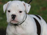 Dispo 1 femelle chiot Bulldog Continental LOF