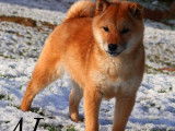 2 chiots Shiba Inus LOF n&eacute;s en juillet 2025 disponibles &agrave; la vente