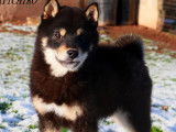 2 chiots Shiba Inus LOF n&eacute;s en juillet 2025 disponibles &agrave; la vente