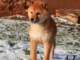 2 chiots Shiba Inus LOF n&eacute;s en juillet 2025 disponibles &agrave; la vente