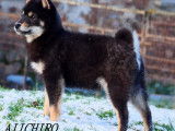 2 chiots Shiba Inus LOF n&eacute;s en juillet 2025 disponibles &agrave; la vente