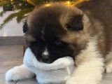 2 chiots Akita Am&eacute;ricains LOF &agrave; r&eacute;server