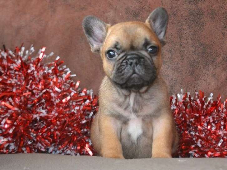 5 chiots Bouledogues Français LOF à réserver