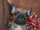 5 chiots Bouledogues Français LOF à réserver