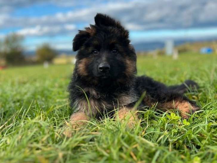 À réserver, 4 chiots Bergers Allemands poil long LOF de décembre 2025