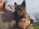 Chiot Cairn Terrier femelle LOF de septembre 2025 &agrave; vendre