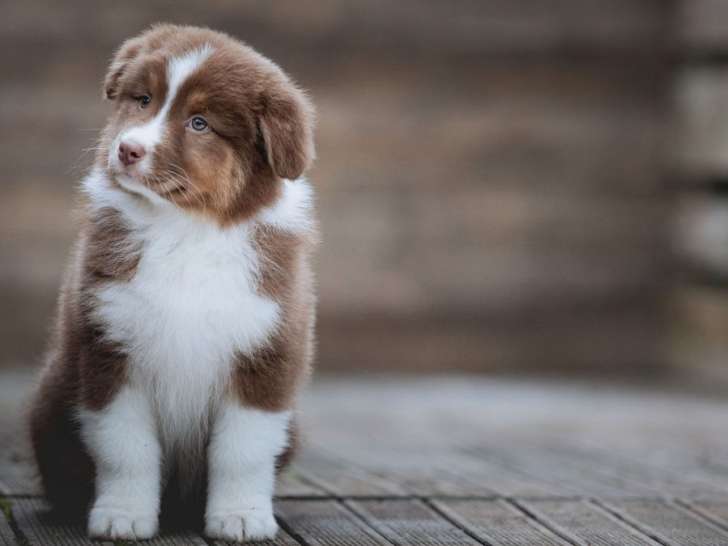 5 chiots Bergers Australiens LOF nés en octobre 2025 disponibles à la vente