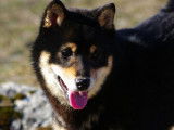 Chien Shiba Inu LOF de 4 ans disponible &agrave; la vente