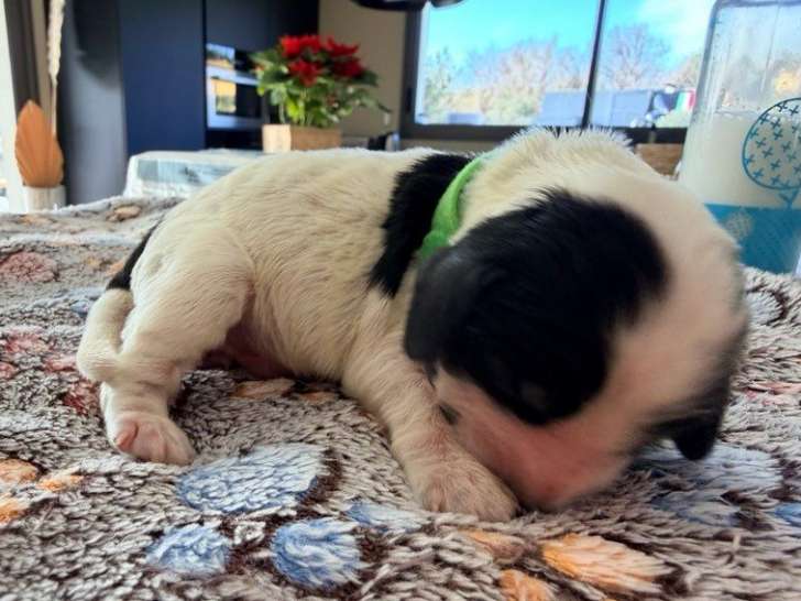 Réservation ouverte pour 3 chiots Cocker Spaniel Anglais LOF nés en décembre 2025