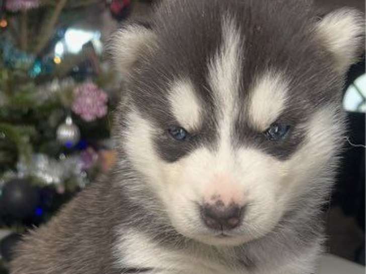 À réserver, 5 chiots Husky de Sibérie LOF nés en décembre 2025