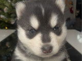 À réserver, 5 chiots Husky de Sibérie LOF nés en décembre 2025