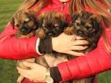 Chiot m&acirc;le Border Terrier LOF disponible &agrave; la vente