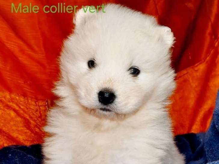 7 chiots Samoyèdes LOF nés en décembre 2025 à réserver