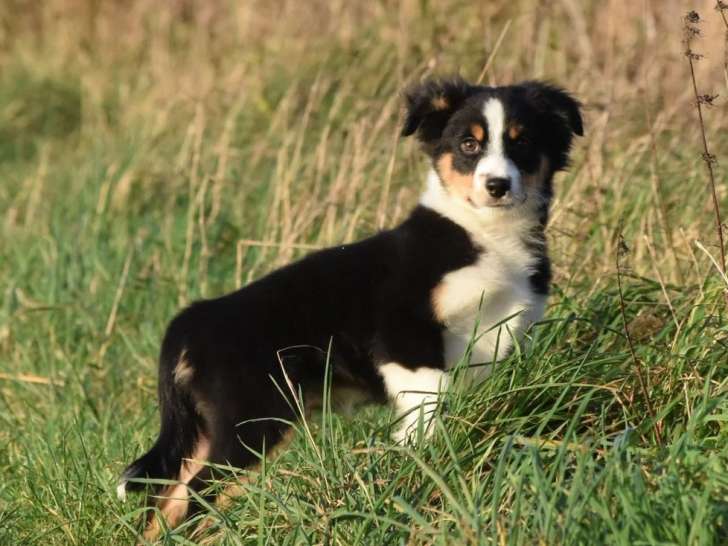 2 chiots mâles Bergers Américains Miniatures LOF nés en août 2025 disponibles à la vente