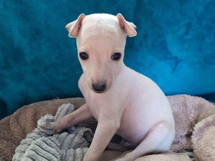 À réserver, 1 chiot Petit Lévrier Italien LOF mâle né en novembre 2025