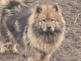 Femelle adulte Eurasier LOF disponible &agrave; la vente