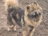 Femelle adulte Eurasier LOF disponible &agrave; la vente