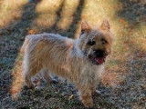 Chiot Cairn Terrier LOF m&acirc;le disponible &agrave; la vente