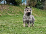 Chiot Cairn Terrier LOF m&acirc;le disponible &agrave; la vente