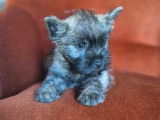 Chiot Cairn Terrier LOF m&acirc;le disponible &agrave; la vente