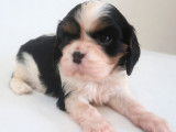 5 chiots Cavaliers King Charles Spaniel LOF n&eacute;s en d&eacute;cembre 2025 &agrave; r&eacute;server