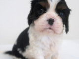 5 chiots Cavaliers King Charles Spaniel LOF n&eacute;s en d&eacute;cembre 2025 &agrave; r&eacute;server