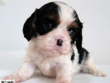 5 chiots Cavaliers King Charles Spaniel LOF n&eacute;s en d&eacute;cembre 2025 &agrave; r&eacute;server