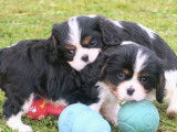 5 chiots Cavaliers King Charles Spaniel LOF nés en décembre 2025 à réserver