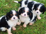 5 chiots Cavaliers King Charles Spaniel LOF nés en décembre 2025 à réserver