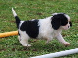 5 chiots Cavaliers King Charles Spaniel LOF nés en décembre 2025 à réserver