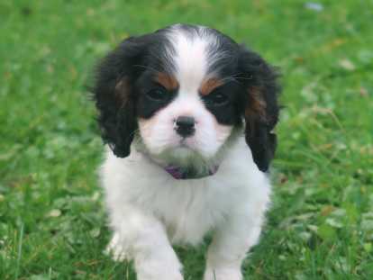 5 chiots Cavaliers King Charles Spaniel LOF nés en décembre 2025 à réserver