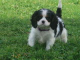5 chiots Cavaliers King Charles Spaniel LOF nés en décembre 2025 à réserver