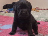 &Agrave; r&eacute;server, 3 chiots Labrador Retrievers LOF noirs n&eacute;s en d&eacute;cembre 2025