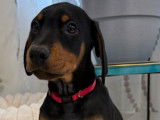 4 chiots Dobermann LOF n&eacute;s en novembre 2025 disponibles &agrave; la vente