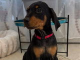 4 chiots Dobermann LOF n&eacute;s en novembre 2025 disponibles &agrave; la vente