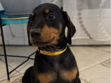 4 chiots Dobermann LOF n&eacute;s en novembre 2025 disponibles &agrave; la vente