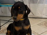 4 chiots Dobermann LOF n&eacute;s en novembre 2025 disponibles &agrave; la vente